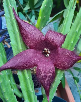 Stapelia Hirsuta 