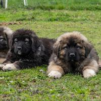 Cuccioli pastore del Caucaso