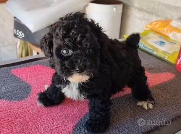 maltipoo toy