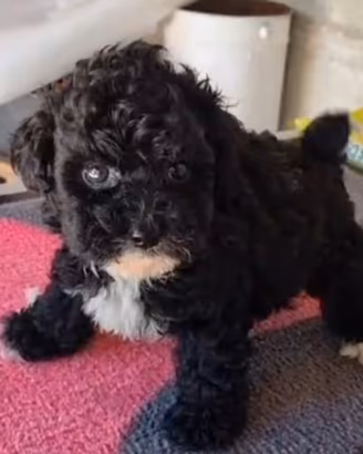 maltipoo toy