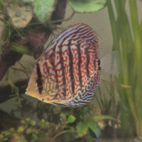 Svendita pesci tropicali