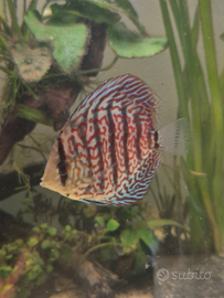 Svendita pesci tropicali