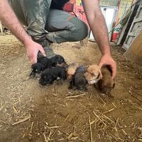 Sugugio maremmano da caccia al cinghiale