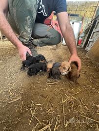 Sugugio maremmano da caccia al cinghiale