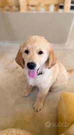 Cucciolo golden retriver