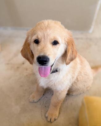 Cucciolo golden retriver