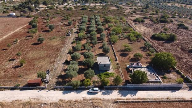 Oliveto sito in Crispiano Via Donato Tagliente