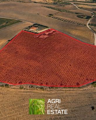Azienda vitivinicola di 5 ettari con cantina