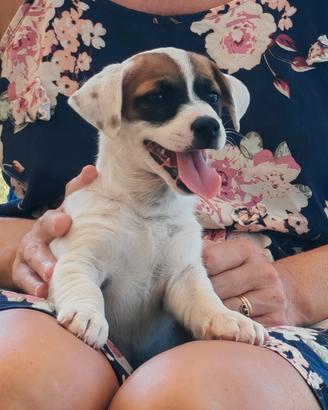 Cucciola di Jack Russell 