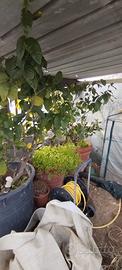 piante di limoni