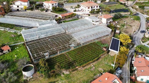 TER. AGRICOLO A OSPEDALETTI