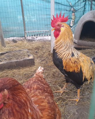 Gallo