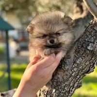 Spitz tedesco nano pomerania