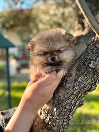 Spitz tedesco nano pomerania