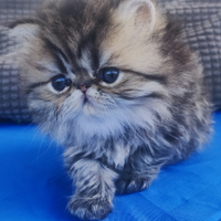 Persiani Golden, SILVER SHADED ed Exotic