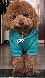 Maschietto di Barboncino medio per accoppiamento