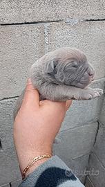 Cuccioli cane corso pedigree enci