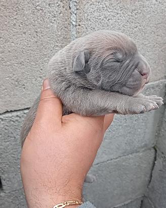 Cuccioli cane corso pedigree enci