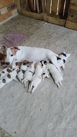 jack Russell terrier 