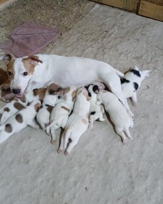 jack Russell terrier 