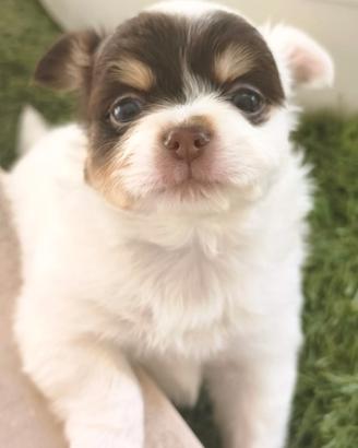 Chihuahua