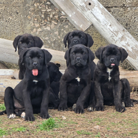 Cuccioli di cane corso