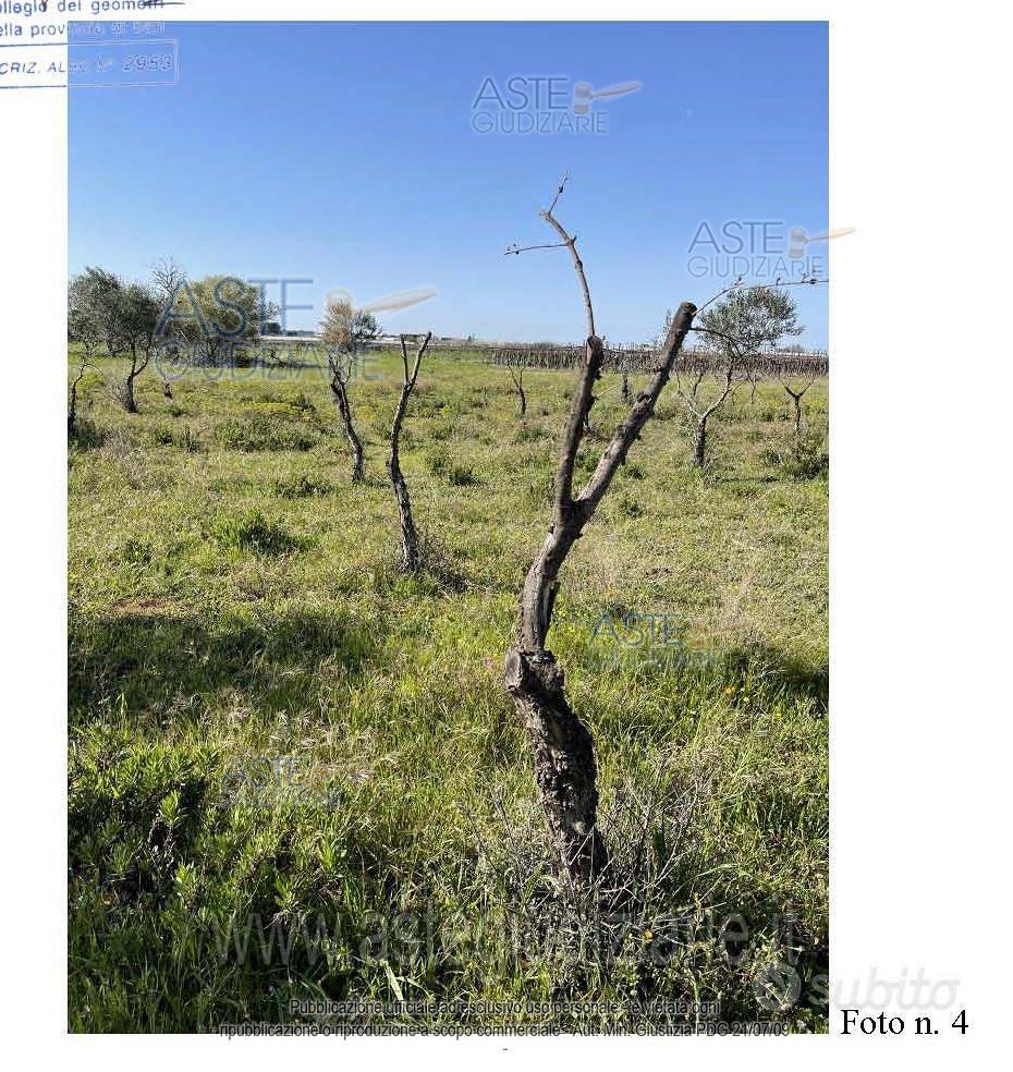 Terreno Agricolo Mola di Bari [A4294260] - Vista 5