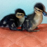 Pulcini di anatra germano e di gallina