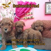 Barboncini red +++non c'e' di meglio+++ AV+2