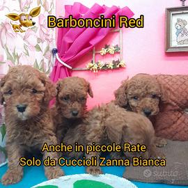 Barboncini red +++non c'e' di meglio+++ AV+2