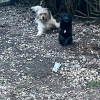 Cagnolini in adozione