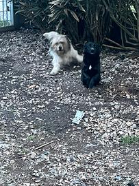 Cagnolini in adozione