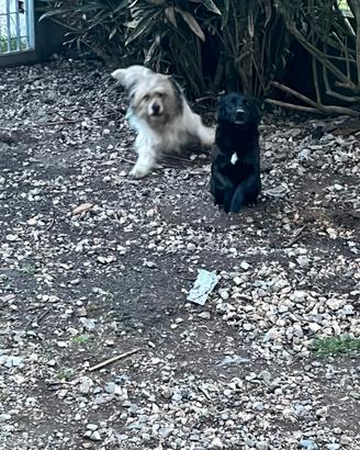 Cagnolini in adozione