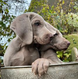 Cucciole pure Weimaraner