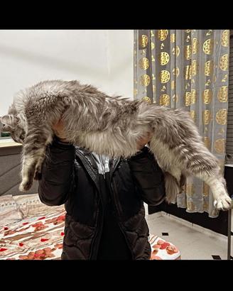 Maine Coon XXL