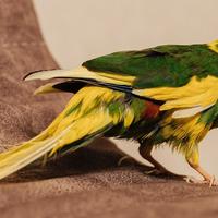 Kakariki pezzati ( anello inamovibile)