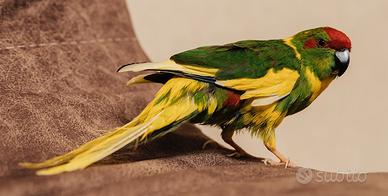 Kakariki pezzati ( anello inamovibile)