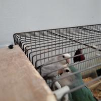 Coppia Inseparabili, Criceti Russi