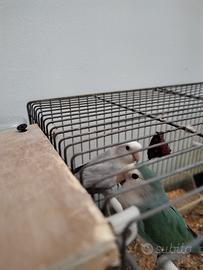 Coppia Inseparabili, Criceti Russi