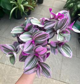 Tradescantia nanouk