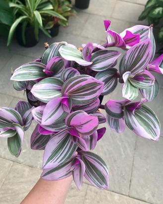 Tradescantia nanouk