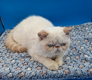 Cucciolo Exotic Shorthair
