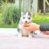 Cucciola di Siberian Husky disponibile