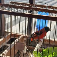 50 euro cardinalino anno 2025 (Reggio Calabria)