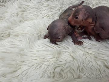 Sphynx gatto nudo