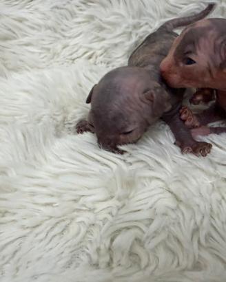 Sphynx gatto nudo