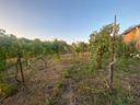 terreno-agricolo-san-sebastiano-al-vesuvio