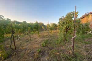 Terreno Agricolo San Sebastiano al Vesuvio