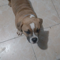 American bully maschio