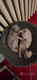 Cuccioli Sphynx